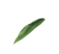 🌿